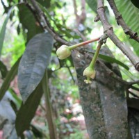 Garcinia xanthochymus Hook.f. ex T.Anderson